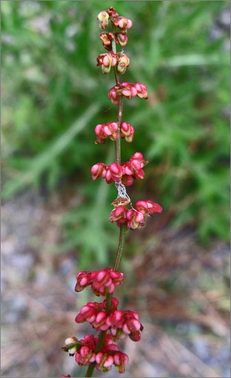 sm 955.jpg - Fiddle Dock (Rumex pulcher): Maturing seeds. A native of the Mediterranean.